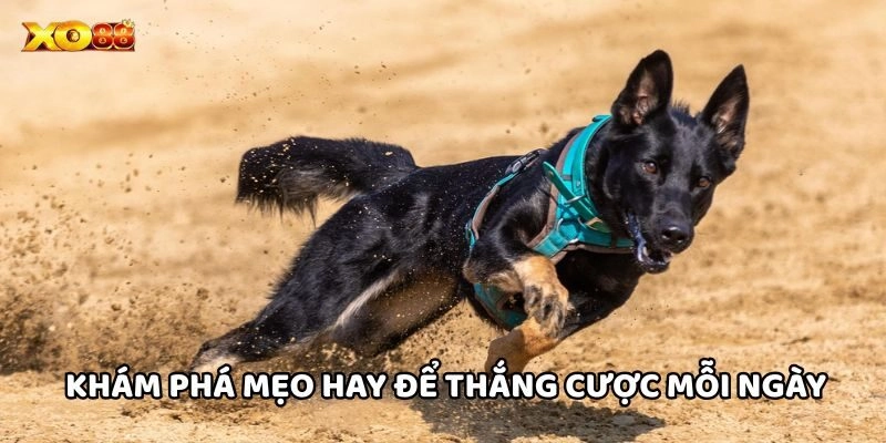 Khám phá mẹo hay để thắng cược mỗi ngày
